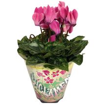 Vaso Cyclamen P11