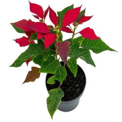 Vaso Poinsetia Verm P11