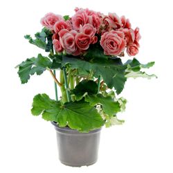 Vaso Begonia P15