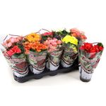 VASO-BEGONIA-P11