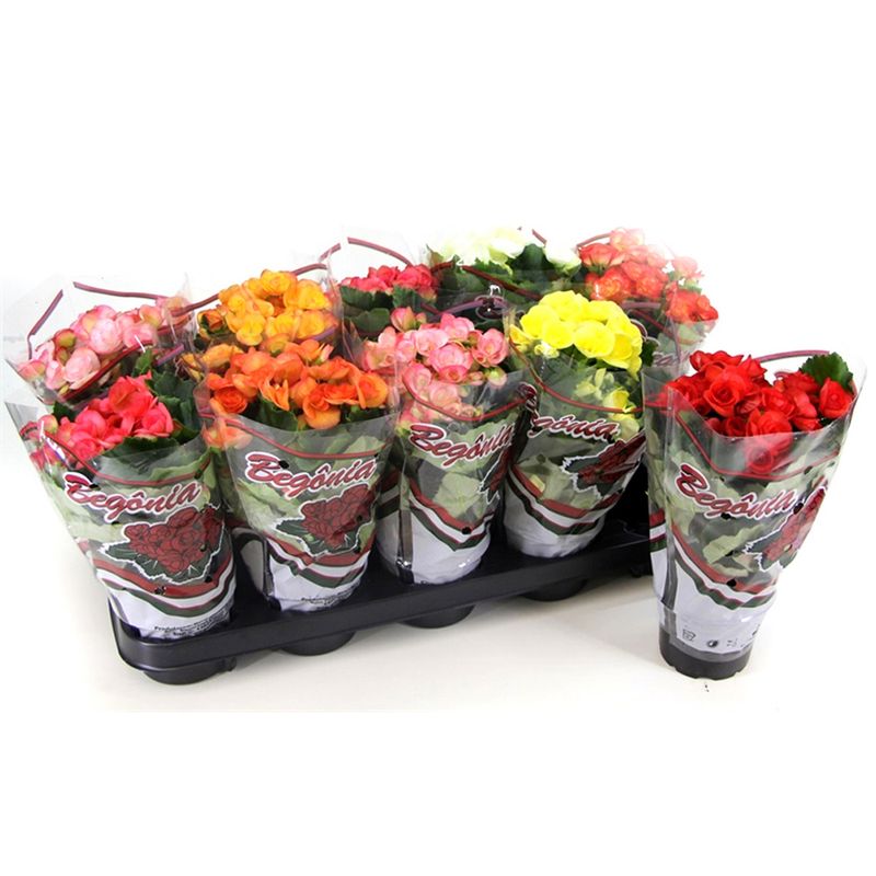 VASO-BEGONIA-P11