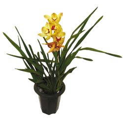 Vaso Orquidea Cymbidium P18