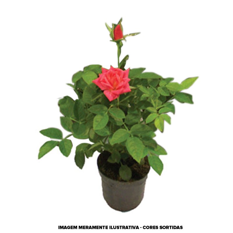 VASO-ROSEIRA-MINI-P06