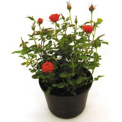 Vaso Roseira Mini P13
