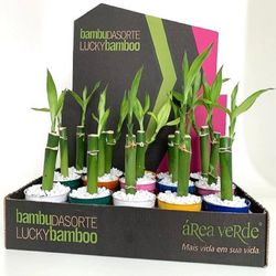 Vaso Dracena Lucky Bamboo P06
