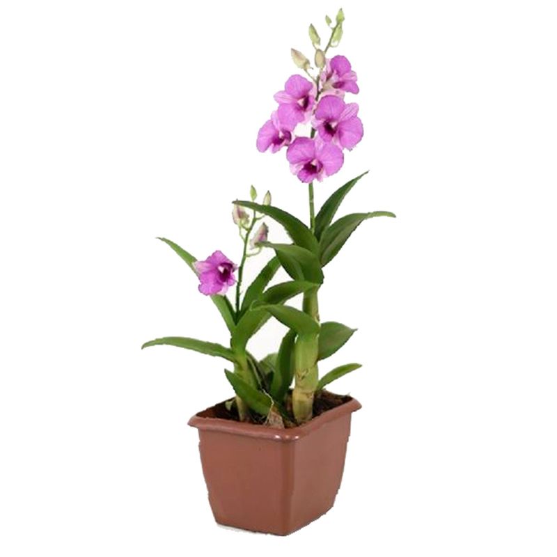 VASO-ORQ-DENPHALAEN-MINI-P12