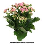 VASO-KALANCHOE-DOBR-P11