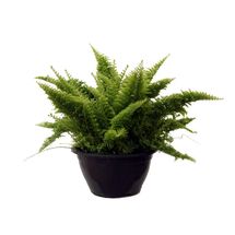 Vaso Samambaia Hawaiana C13