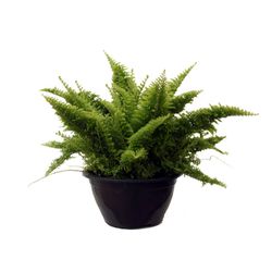 Vaso Samambaia Hawaiana C13