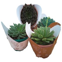 VASO ECHEVERIA C21