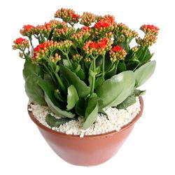 Vaso Kalanchoe Dobr C21