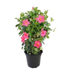 Vaso Dipladenia P15