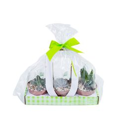Vaso Kit Suculentas P11
