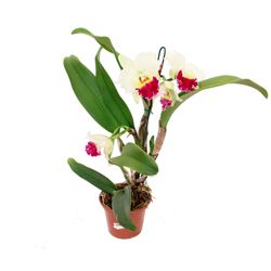 Vaso Orquidea Cattleya P15