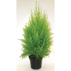 Vaso Tuia Holandesa P14