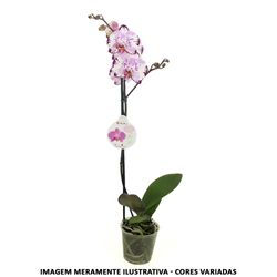 Vaso Orquidea Phalaenopsis Mix P12