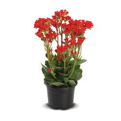 Vaso Kalanchoe P11