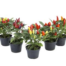 Vaso Pimenta P11