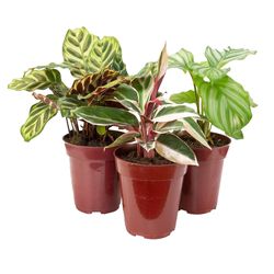 Vaso Planta Ornamental P12 Variado