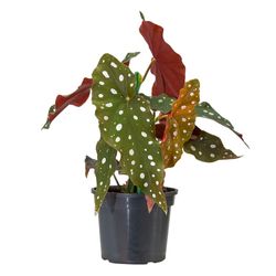 Vaso Begônia Maculata P13