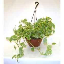 Vaso Peperomia Scanden C21