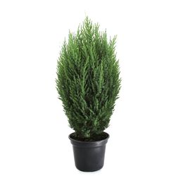 Vaso Tuia Strickita P20