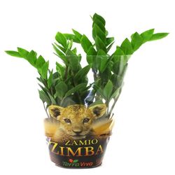 Vaso Zamioculcas P09