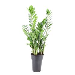 Vaso Zamioculcas P17