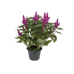 Vaso Celosia Var P14