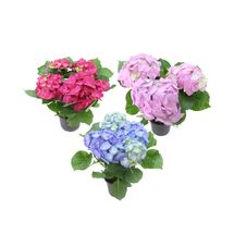 VASO HORTENSIA P15