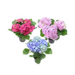 VASO HORTENSIA P15