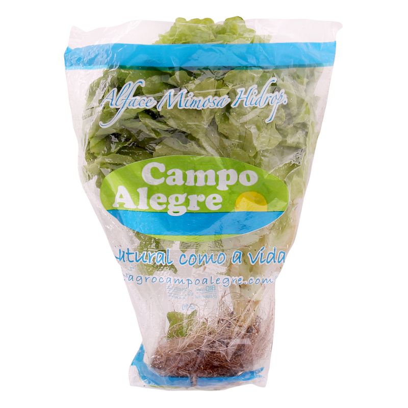 ALFACE-MIMOSA-HIDROP-CAMPO-ALEGRE