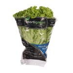 ALFACE-CRESPA-HORTIGREEN-MC