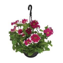 Vaso Petunia C21