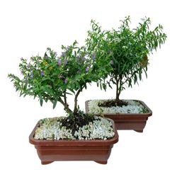 Vaso Bonsai Jovem Erica Plastico 1,1L Com Flor
