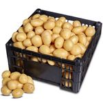 BATATA-PIRULITO-KG