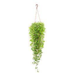 Vaso Callisia C21
