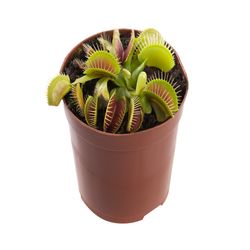 Vaso Planta carnívora P09 Dionaea