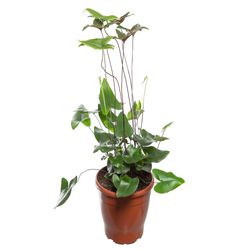 Vaso Hemionits Arifolia P19
