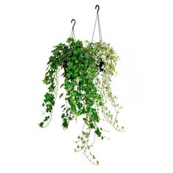 VASO HEDERA C21