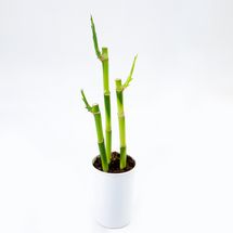 Vaso Dracena Lucky Bamboo P12