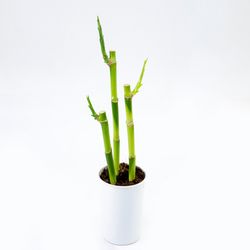 Vaso Dracena Lucky Bamboo P12