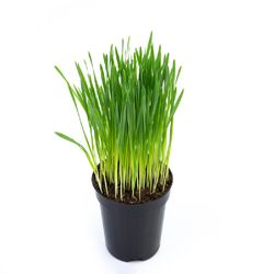 Vaso Trigo P11