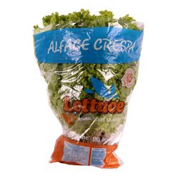 Alface Crespa Lettuce Maço